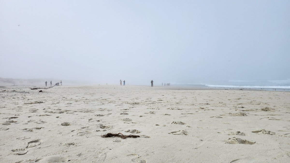 Quite cold and misty in Pacific Grove today. #ENC2024