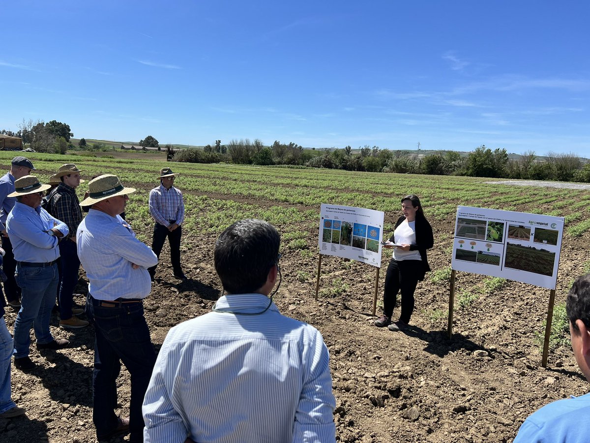 Visitando los campos de ensayo de @AgrovegetalSA, no solo cereales, el desarrollo de variedades de garbanzos, habas y lentejas es su gran reto, con éxito con el garbanzo de Escacena. La apuesta de las @CoopsAgroAND por la calidad