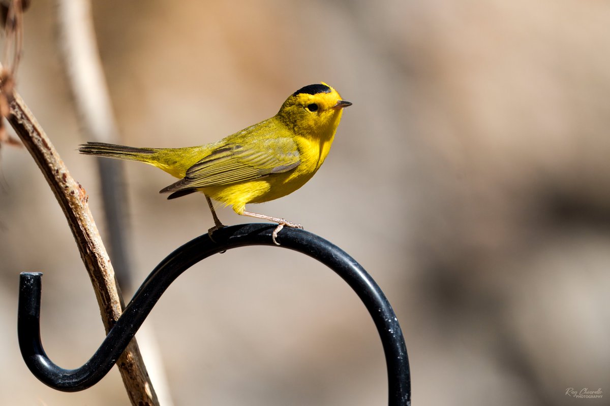 Wilson's Warbler seen in my yard this morning. #BirdsSeenIn2024 #Birds #Birdwatching #MyBirdPic #Wildlife #Nature #Birding #BirdsOfTwitter #ElPaso #Texas #TeamSony