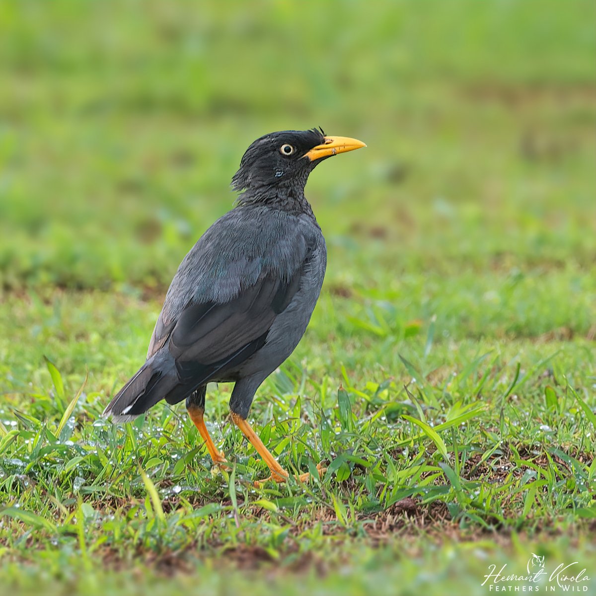 Our today's theme is 'Starlings Special'. There are 128 species of the same in World. Do post your favorite Starlings / Myna species. Most liked pic in comment, will be reposted. Do vote for best pic.

Javan Myna

#IndiAves #ThePhotoHour #Myna