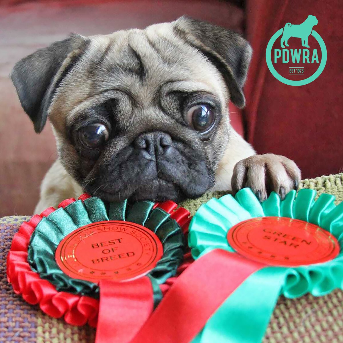 There’s lots of great stories coming up in our newsletter, which goes out next Tuesday! If you haven’t signed up already, just go to our website – ecs.page.link/shjGW
#pdwra #pugcharity #pugwelfare #friendsofwelfare #foreverhome #pugadoption #pug