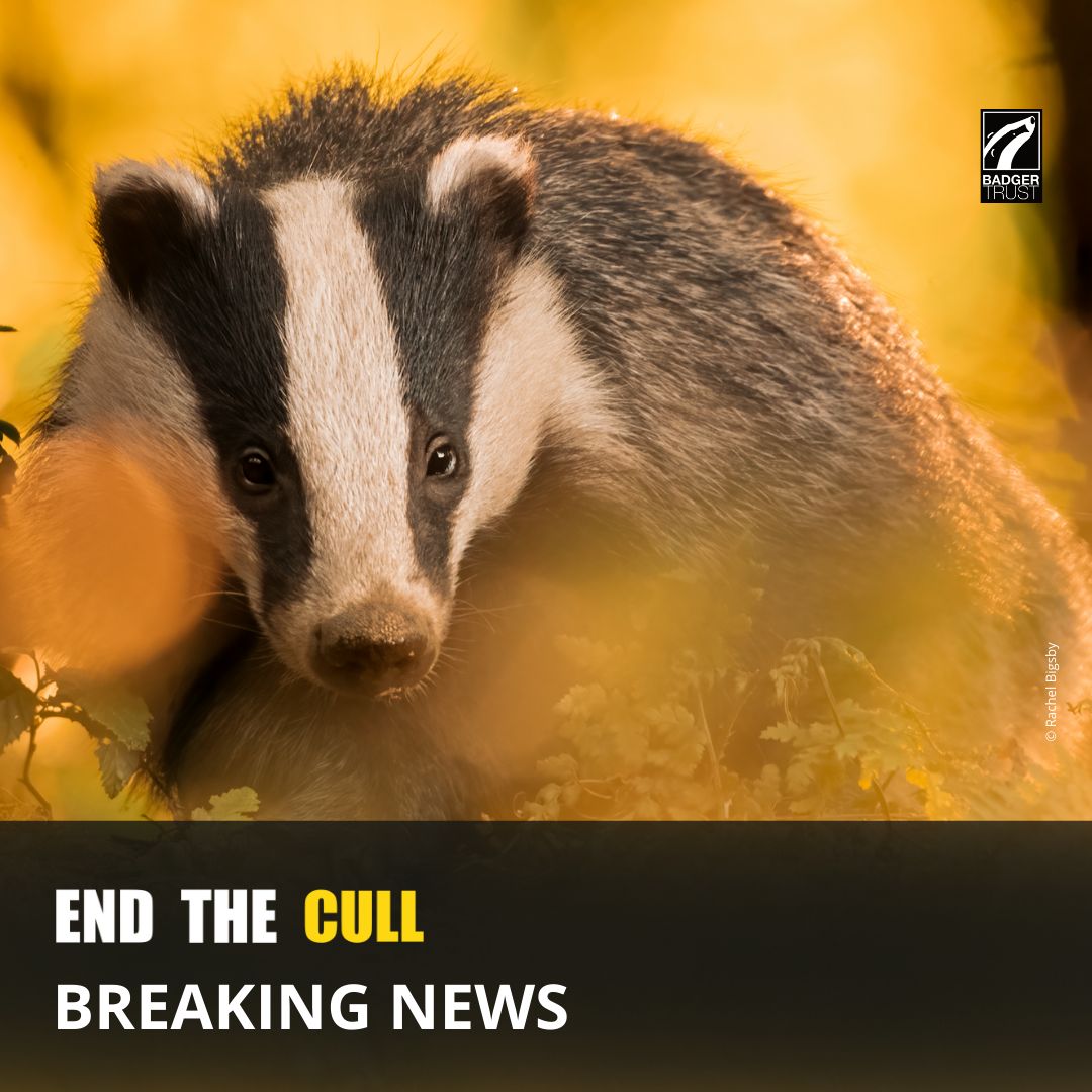 ⚠️ BREAKING: New badger kill figures released The slaughter and misinformation behind it continue – over 230,000 badgers killed In some areas of England, the government can’t find any more badgers to kill Read & share > buff.ly/3xv7x3k #EndtheCull