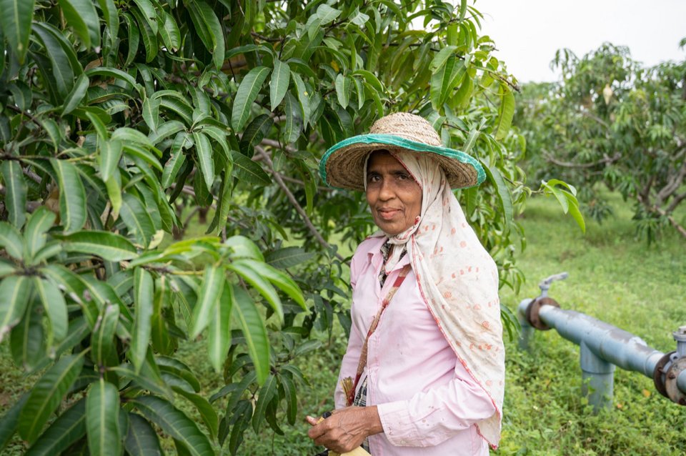 In Sri Lanka, an ancient cascade system was a superbly efficient system of water management. Today, however, millions struggle with chronic water scarcity. See how an integrated approach, working closely with farmers, is helping solve the water crisis: ow.ly/LKQo50ReeN5