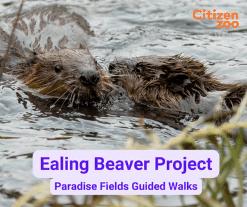 Don't miss our brilliant beaver tours throughout April! Visit stunning Paradise Fields to learn how our urban beavers are thriving and creating a spectacular ecosystem with benefits for people and wildlife 🦫🌇🌱 Tickets: ow.ly/BYfH50RejNo