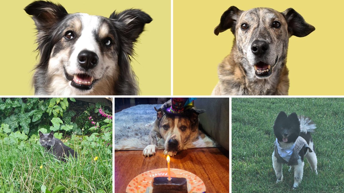 🐾 We couldn’t let #NationalPetDay go by without sharing photos of our #GigaPets! Happy National Pet Day from us and a few of our GigaPets! 

If you’re celebrating today, share a photo of your pet in the comments. 👇