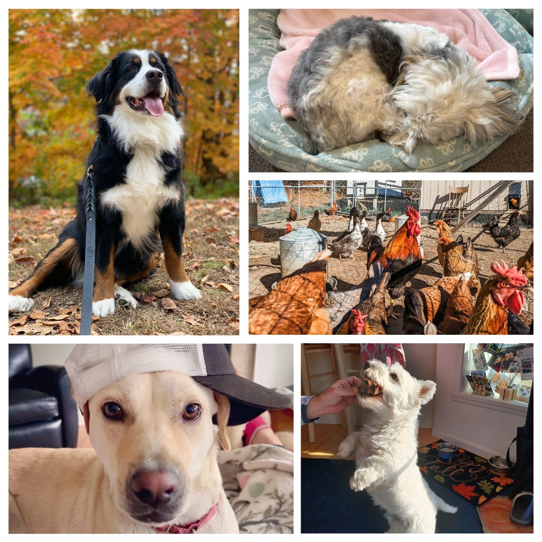 Happy National Pet Day from all of us at Imprivata! 🐾 Meet the pets that keep our team smiling. 🐶🐱🐠 #NationalPetDay #ImprivataPets