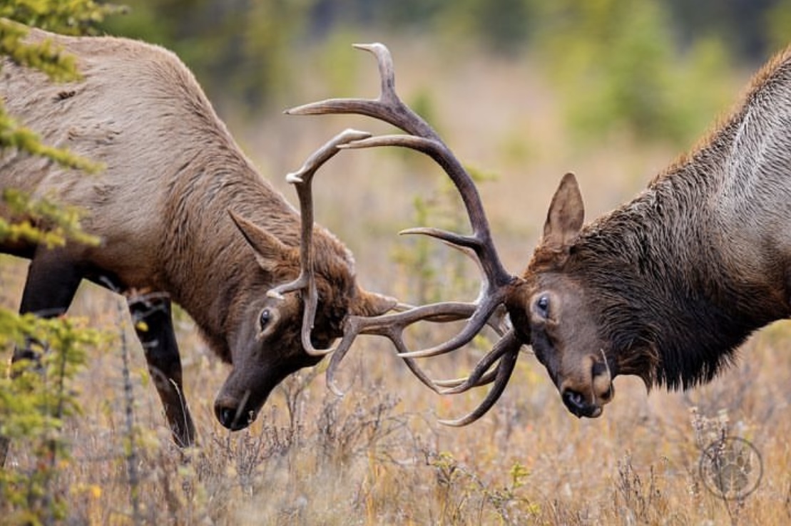 Across the country, we're fortunate to have an abundance of wild places and wild species to connect with. Like this pair of elk, observed in Jasper, #Alberta during the fall rutting season, and photographed by Chris Gibbs of @FootprintsInNat. 🦌 #NationalWildlifeWeek