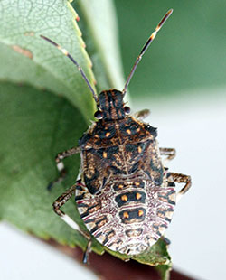 Fun request today: I'm looking for video of stink bugs in B.C. Does anyone have any footage they can share with me? Thanks in advance!