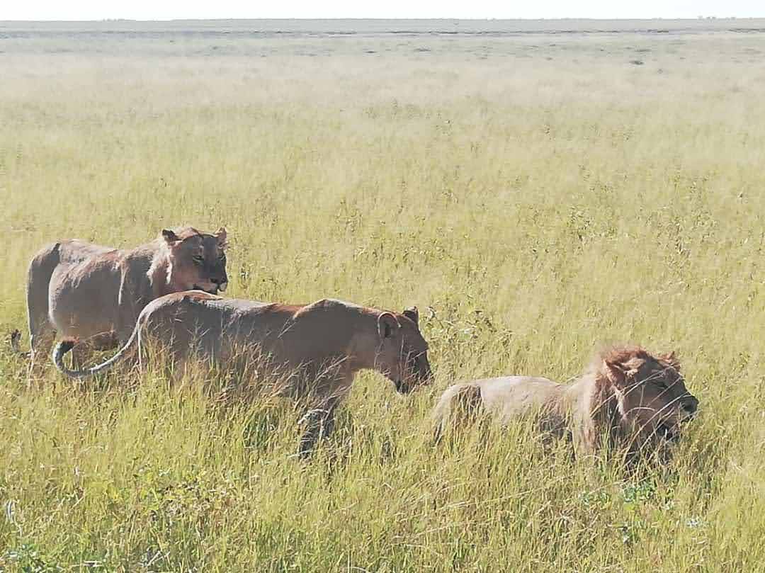 Part of the pride scanning next prey target I guess☕😜