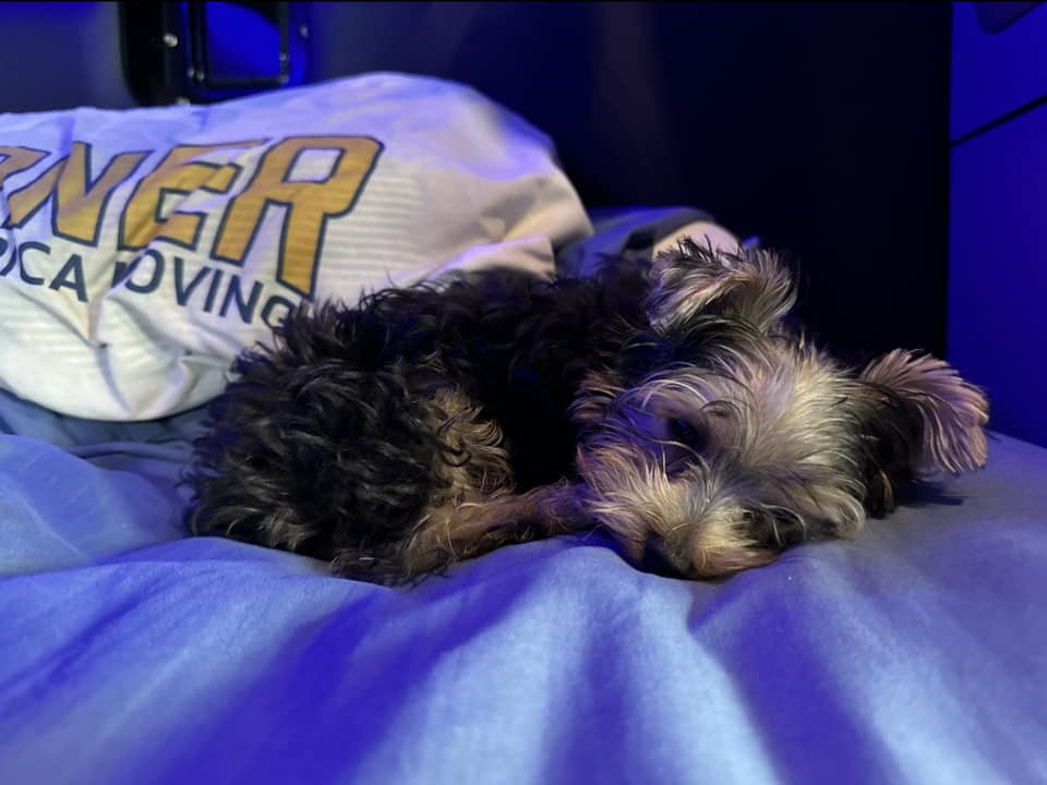 🐾 Happy #NationalPetDay to all our furry friends who come along for the ride, like these Werner pets below! 📸 Whether it's a dog or a cat, share a photo of your furry co-pilot 👇 #TeamBlue #PetsontheRoad