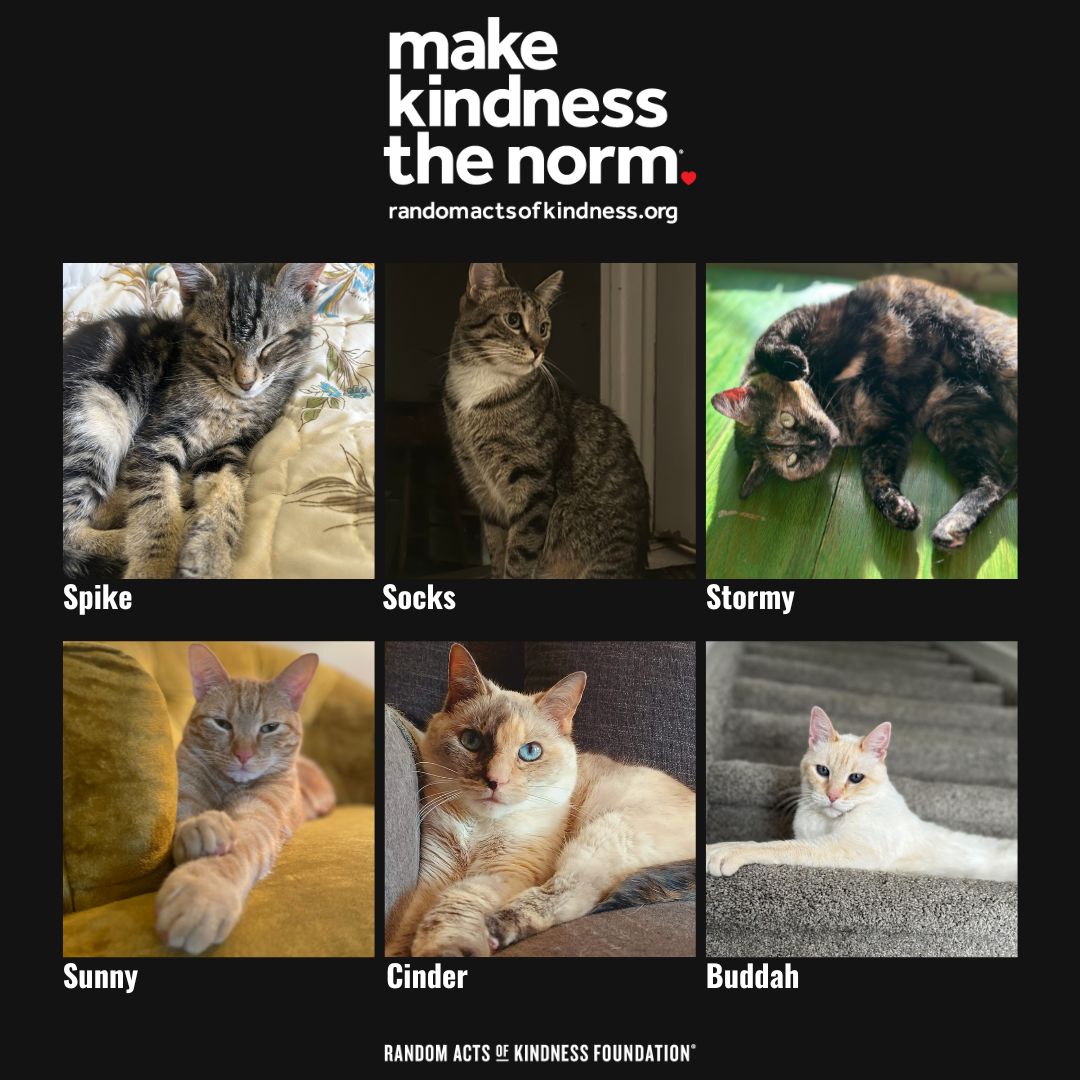 Happy National Pet Day! Let's take today to celebrate our furry, feathery, and scaly companions who bring so much joy into our lives. 🥰 Enjoy the collection of furry companions owned by the dynamic duo behind RAK - two cat enthusiasts! 🐾 #NationalPetDay #MakeKindnessTheNorm