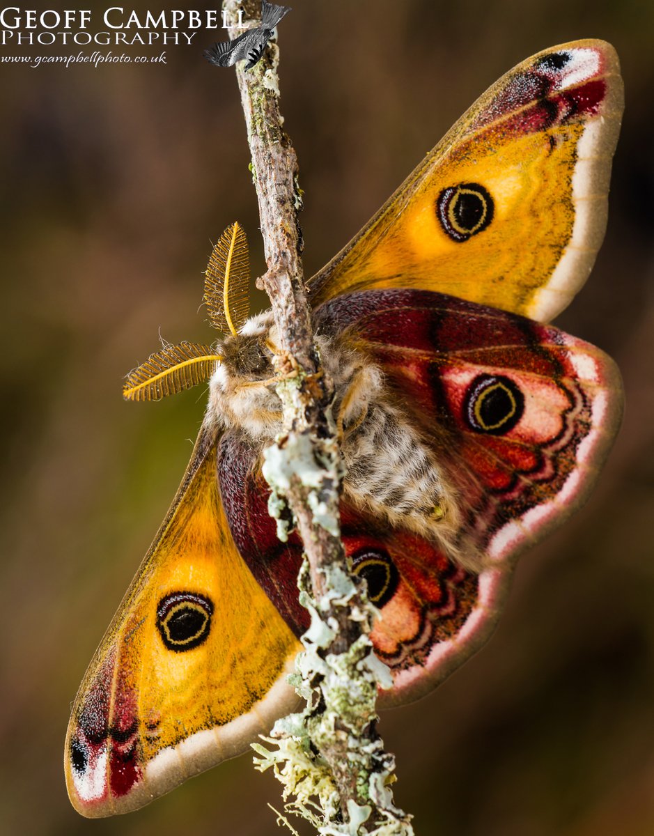 Emperor Moth (Saturnia pavonia) - North Antrim. The first of these stunning moths appeared today in North Antrim, a day later than last year. Too windy for decent macro shots so these are library images.#moths #mothsmatter #teammoth @BCNI_ @UlsterWildlife @savebutterflies