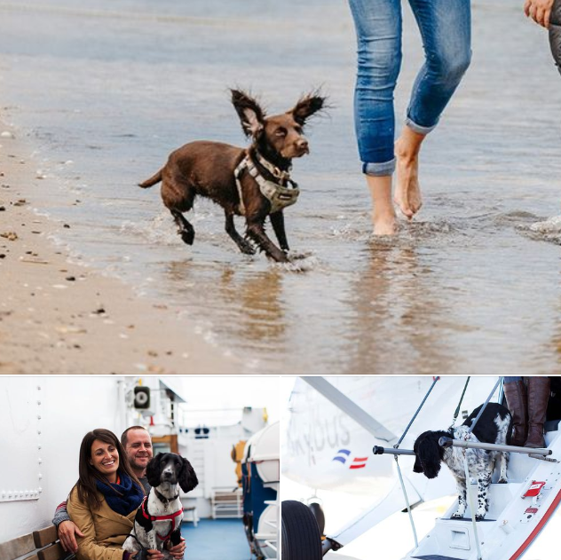 National Pet Day! 🐾 Let's celebrate our furry friends and our dog-friendly services! Your dogs are welcome - whether you’re sailing with Scillonian III from Penzance or flying with Skybus from Land’s End or Newquay! islesofscilly-travel.co.uk/dog-friendly-h…
