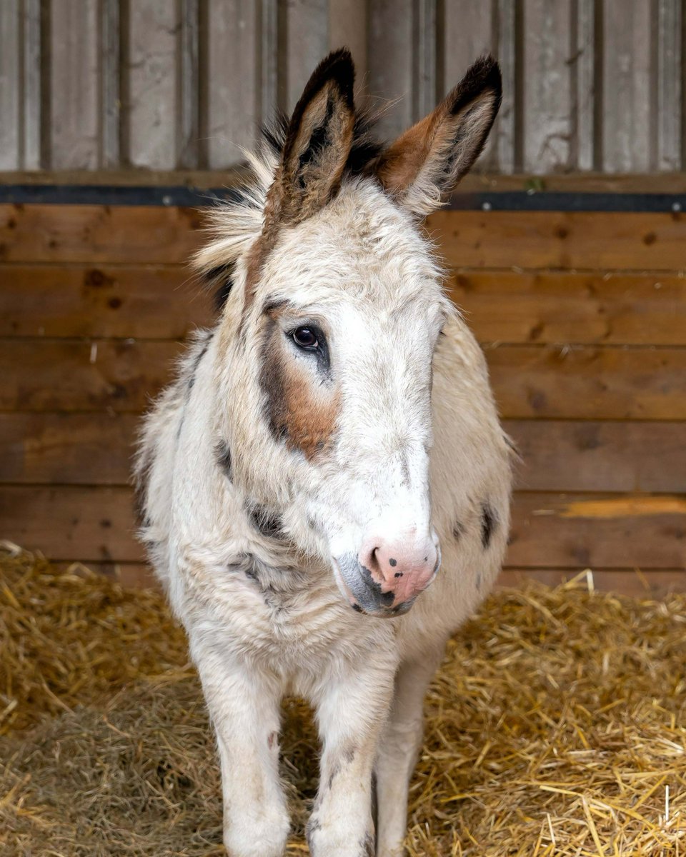 When we first met Spotty, his hooves were overgrown, cracked, and sorely in need of care and attention. 😔 Following his relinquishment into our care, our team worked to ensure Spotty got the treatment he needed to set him on the path to recovery ➡️ bray.news/3vOv3rG