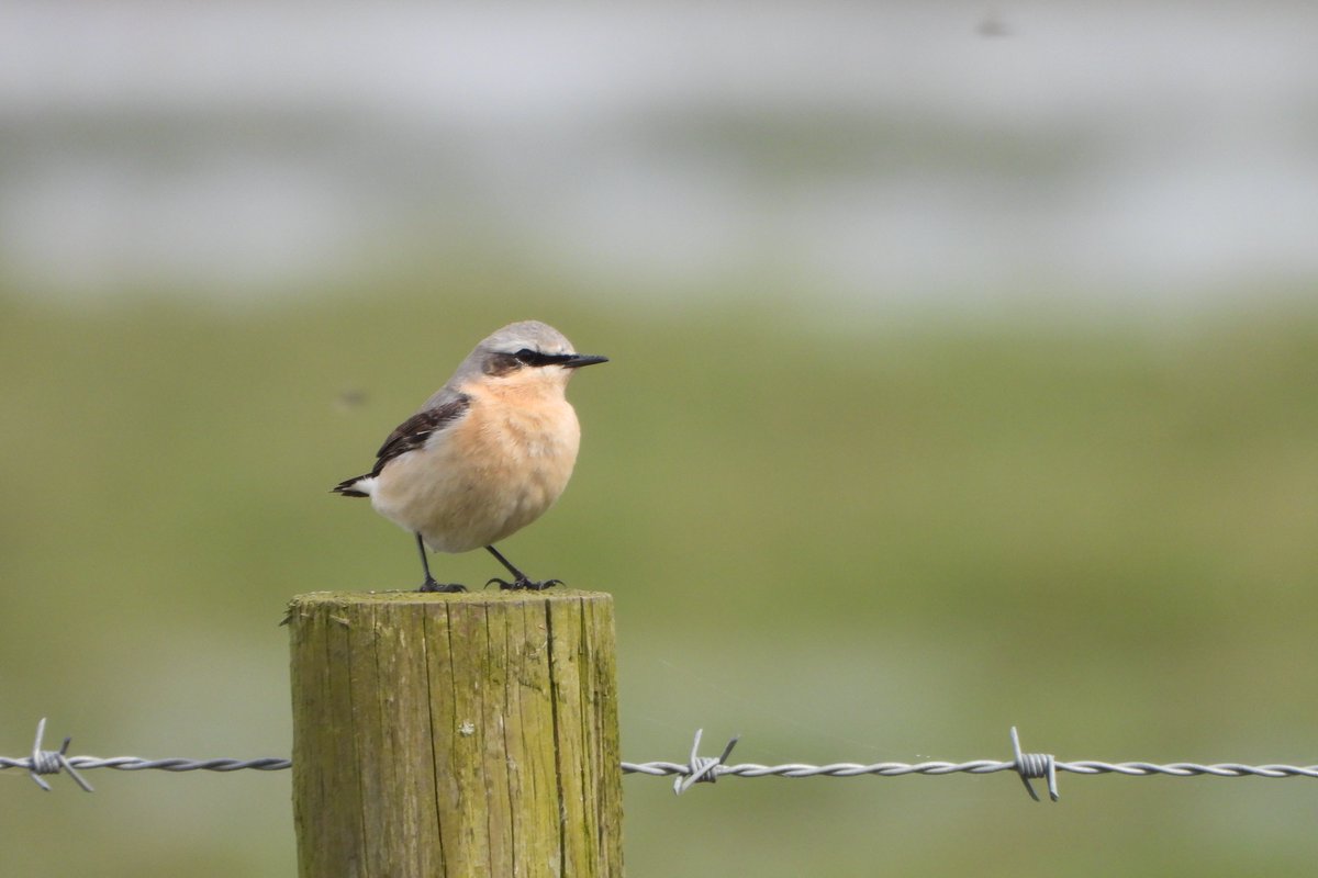 Finished the day with a walk along the RiverGowy The river burst its bank and flooded the meadows Teal Mallard Shoveler Shelduck Canada and Greylag noted a Mandarin flew over 2 Green sand and 10 Wheatear on the meadows Marsh Harrier flushed the Teal