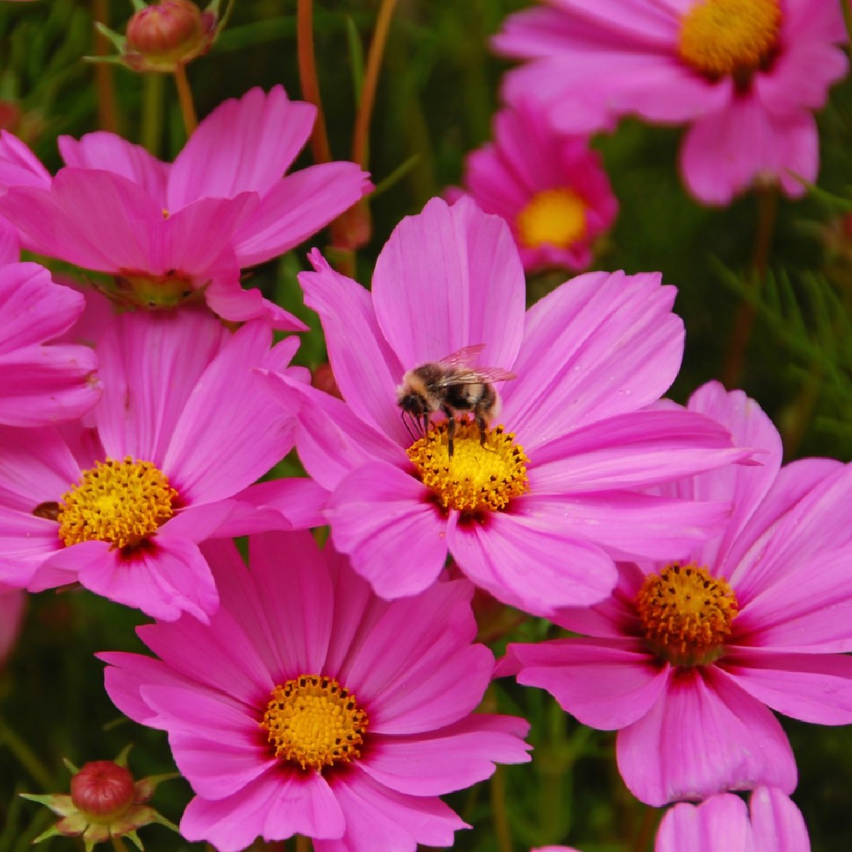 Sow Cosmos seeds indoors now for gorgeous, long-lasting colour all through summer 🌈 Fill your pots and borders with masses of blooms, create bundles of cut flowers, and attract pollinators to your garden too!​ Shop seeds in-store and online: brnw.ch/21wIJcj