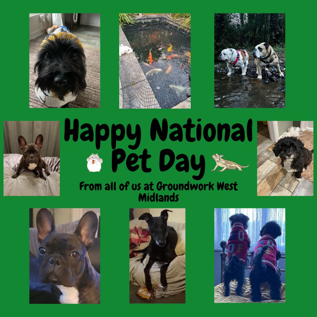 🐱Happy #NationalPetDay🐶 We are celebrating the bond between humans and their beloved animal companions. Our staff have sent some lovely photo's of their pets, see below. Pets also have a positive impact on our mental health; mentalhealth.org.uk/explore-mental… #mentalhealth