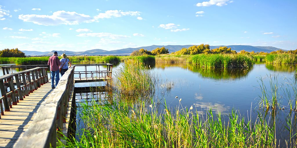 The #TablasDeDaimiel National Park 🌾 is one of #Spain's most precious ecosystems. The variety of birds, their colours and simple, serene beauty make this national park in #CiudadReal so special. 

tinyurl.com/yz3zcsjd 👈

#VisitSpain #SpainNature #YouDeserveSpain @TurismoCLM