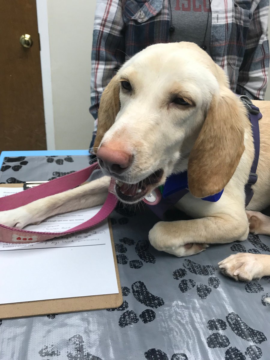 Feeling pawsitively zen at the vet 🌿😌 Who knew getting a check-up could be this chill? 😎 #relaxedpup #vetvisitvibes #pawsup 🐾 #JermantownAnimalHospital #Fairfax #Veterinarian #AnimalHospital #PetDentalCare #PetBoarding #BehavioralMedicineForDogs #PetVaccinations #FearFreeVet