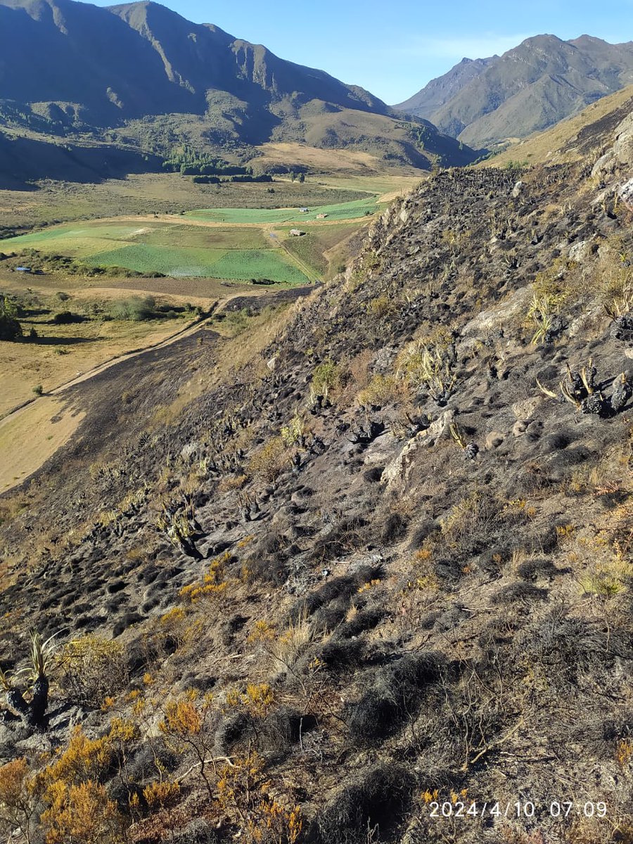 Continúan las quemas provocadas de frailejones. Hace 2 días en la vereda de Daito,sector Mundo Nuevo. Municipio de Aquitania Pregunto a los señores Martinez y Chaparro ¿sí son de su propiedad? Ocasionar quemas en zona de recarga del Lago de Tota es delito.