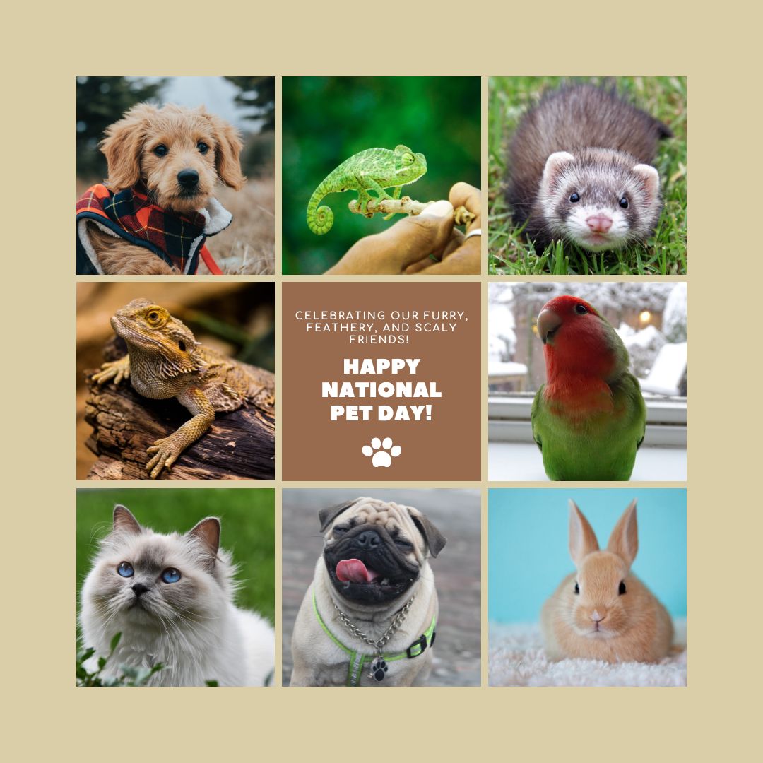 From fluffy to scaly, every pet deserves a celebration! 🐾 Happy National Pet Day! 🐶🐱🐦🐍 Share a pic 📸of your pooch or pet here.  #NationalPetDay #FluffyFriends #ScalyPets