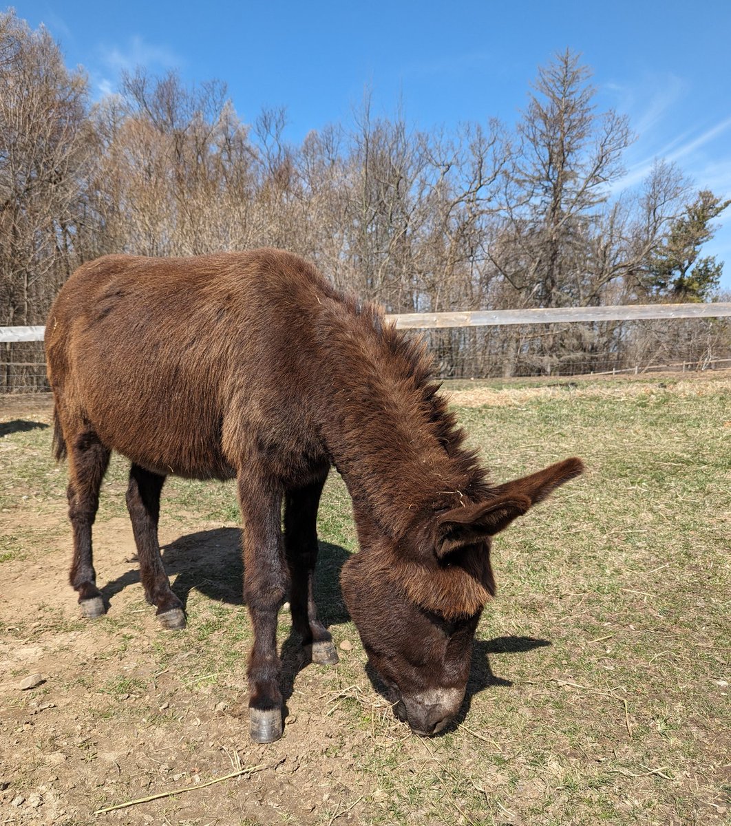 Christmas on the tiny new grass. Far too busy to look up. #primrosedonkeysanctuary