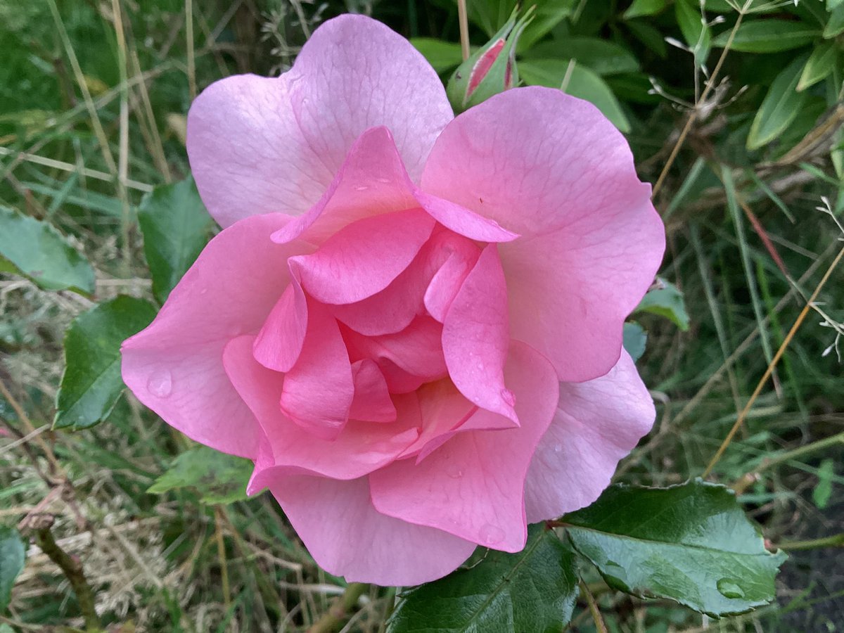 #Gardeners  #Advice  please … I’ve got bare root roses to plant .  What is the best way .. Thank you 🥰🙏🌸 #HelpPlease  #Roses  #GardeningTwitter