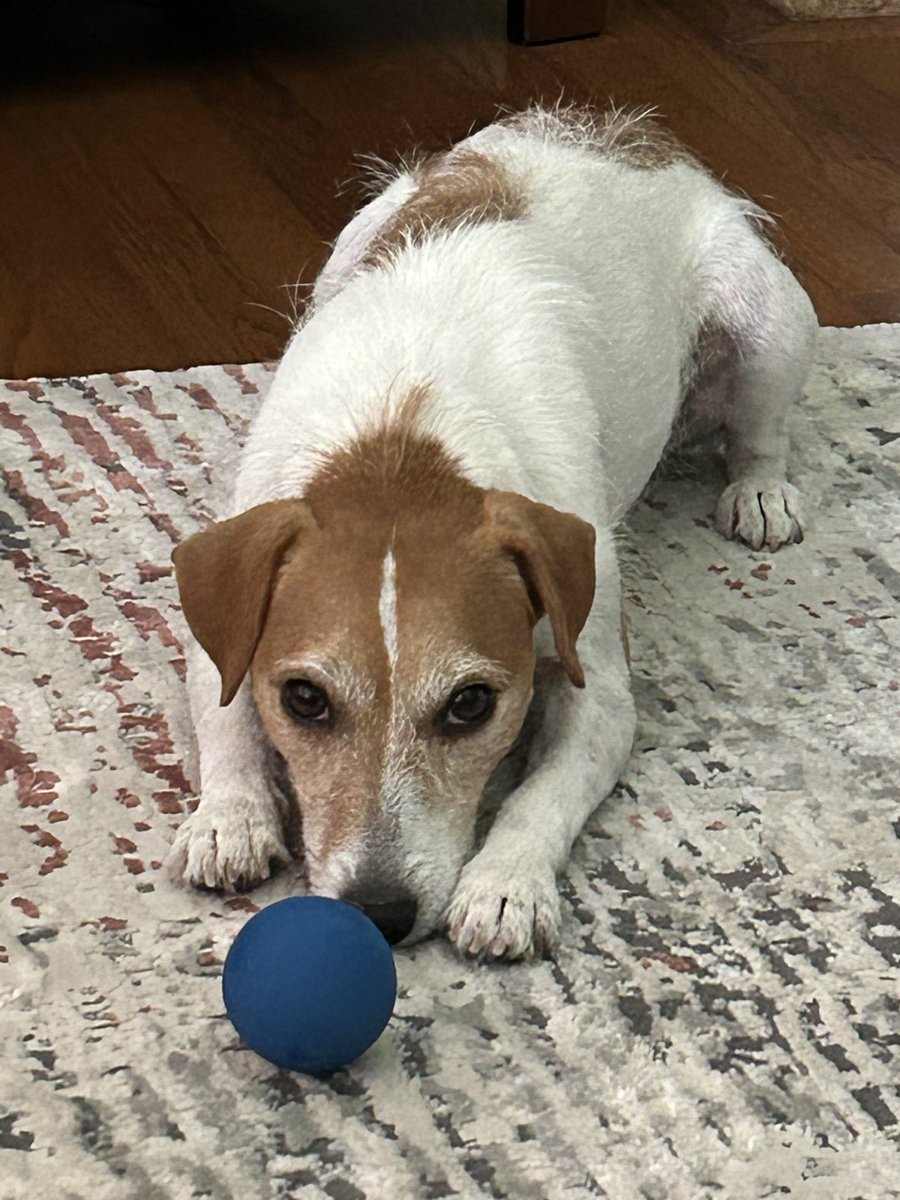 Keith Lorenz (@keithlorrrenz) on Twitter photo Happy #NatPetDay Dizzy Happy #NatPetDay Dizzy