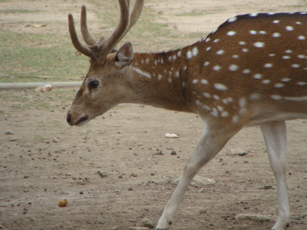 @WLH1972 @every_heron From Ross Island in Andaman Islands ,Bay of Bengal, India!!
#IncredibleIndia 
#deer 
#Andamanislands