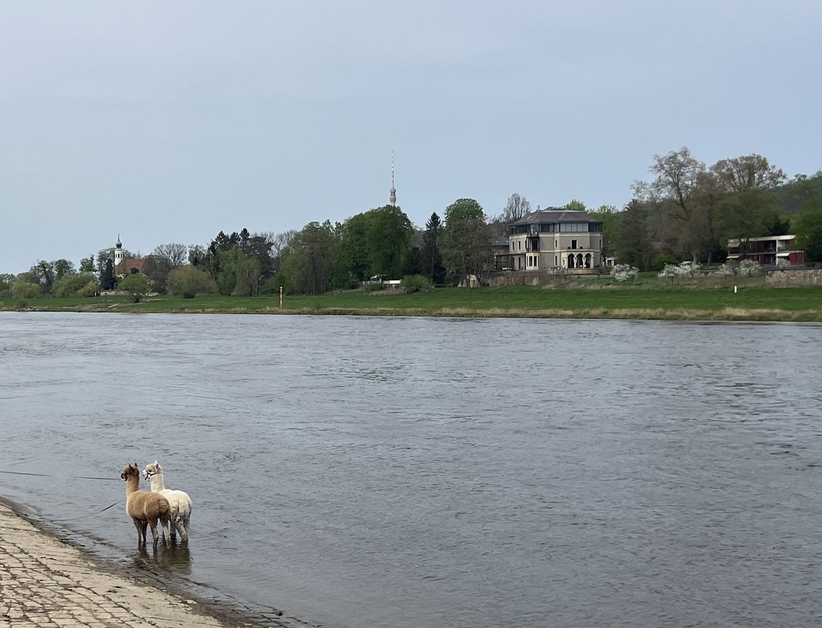 Anbaden in der Elbe. Dresden-Kleinzschachwitz, letzten Sonntag.