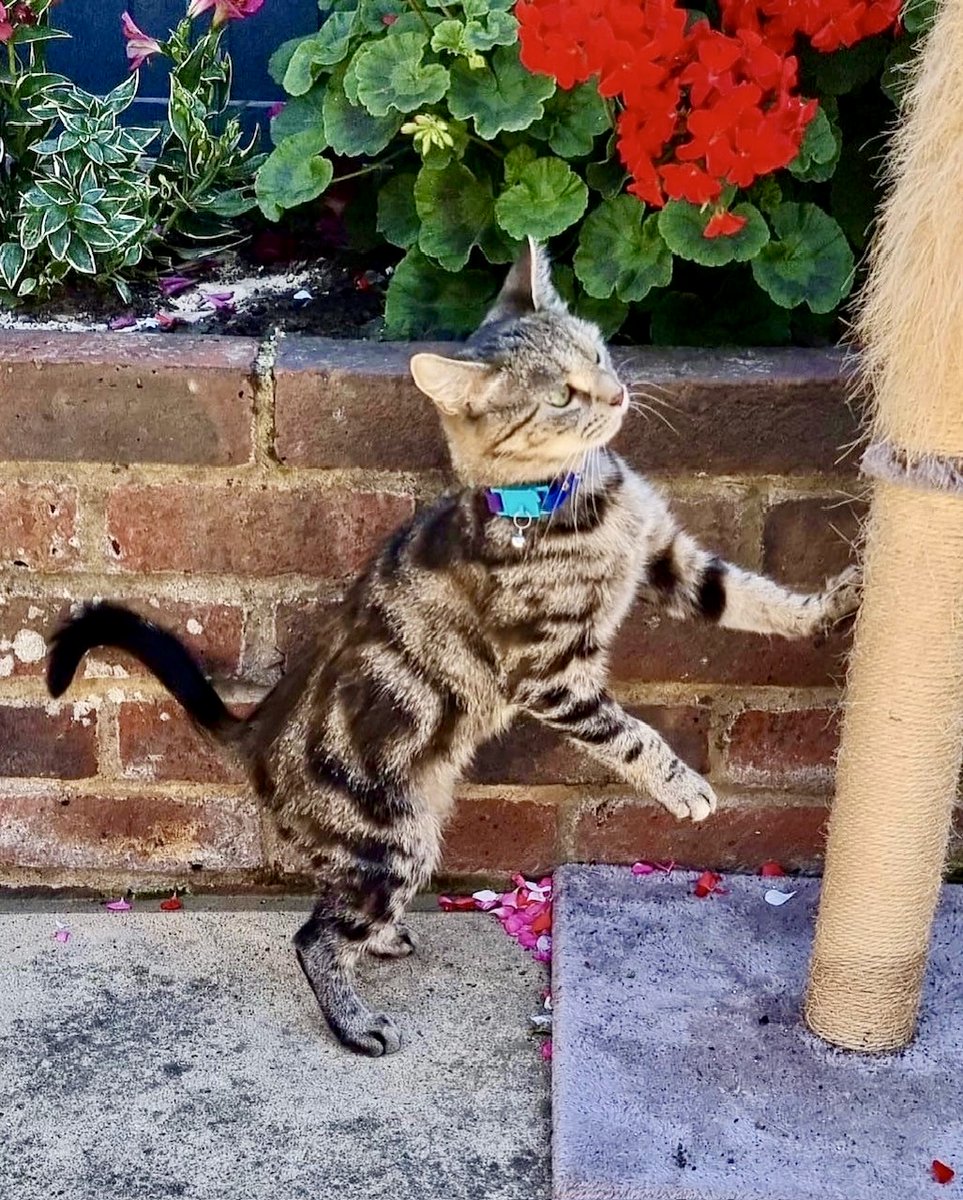 Kittyrama tweet media