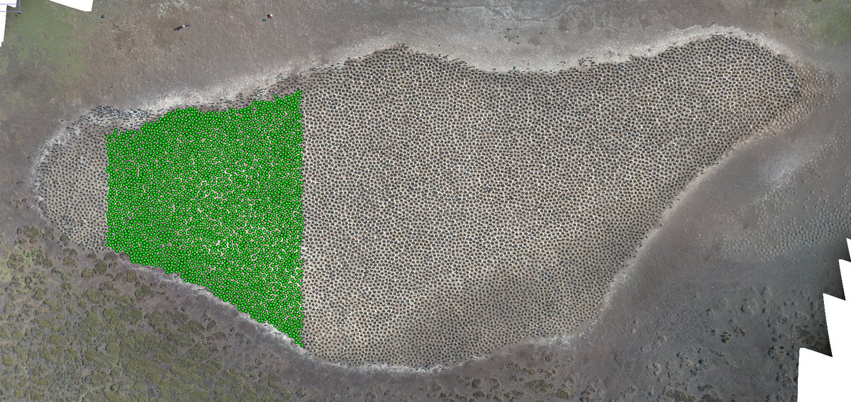 Most of my #FalklandsShags study colonies are counted from the ground but some are just *too* big. UAVs are useful for photographing big flat colonies, so I can now slowly count our biggest colony, one bird at a time, from the comfort of home. Any guesses on final colony size? 1/