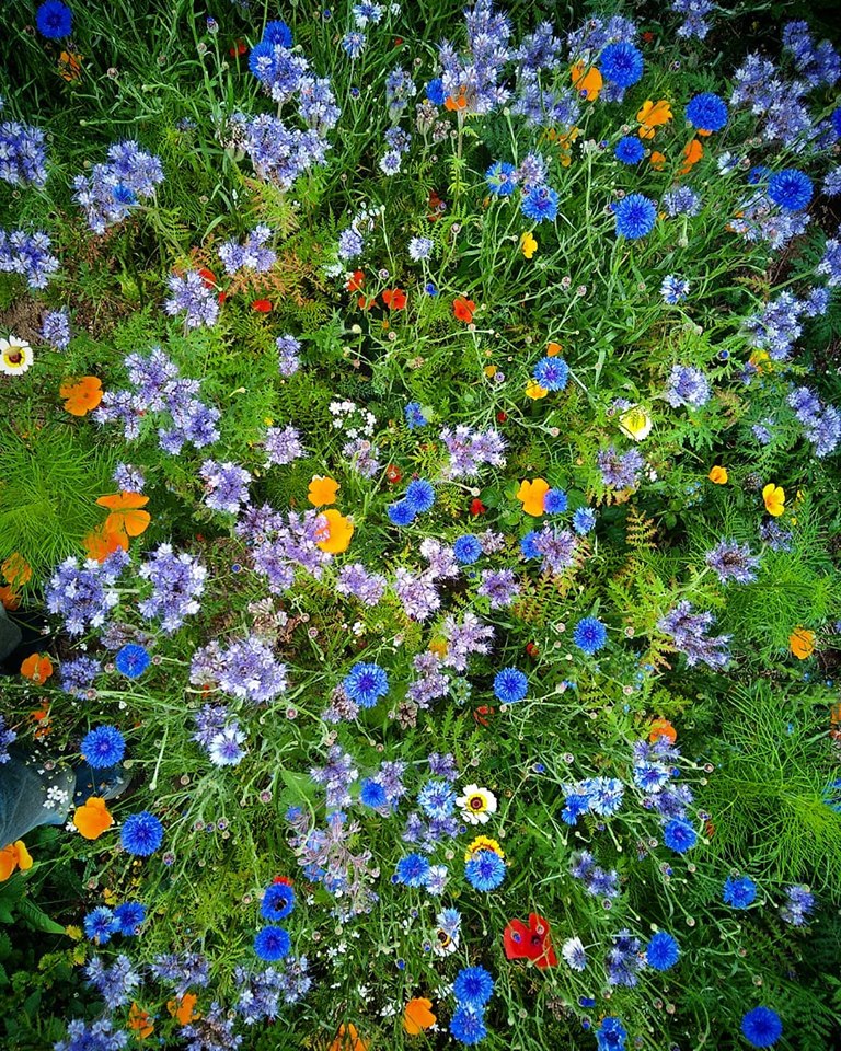 A 'no dig' bed (on top of an existing 30 sq mtr overgrown bed). Sown up with a 'bee friendly' mix of annual flowers. Not cheap but only took 2 hours. 1.5 cubic meters of compost £150 (Wickes) Roll of cardboard £30 Seeds £20 (Higgledy Garden obvs) A gift for my local community.