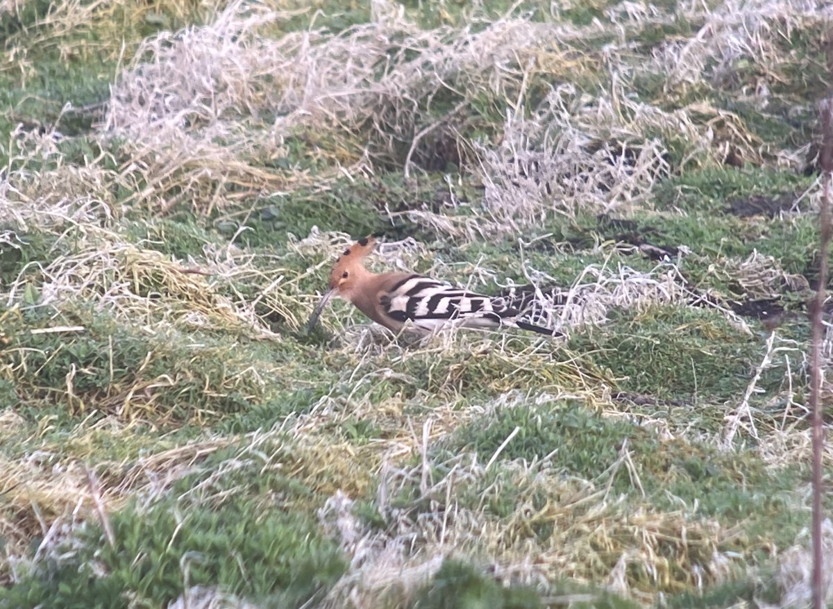 It's been a reasonable start to spring bird migration on the Isle of May with the noticeable highlight being the lingering Hoopoe (still present today for its third day). The blog has the story: isleofmaynnr.wordpress.com