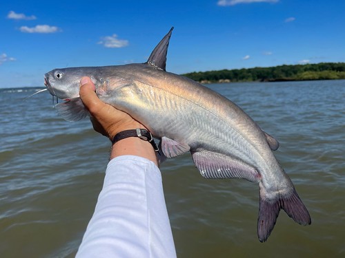 📢Catch us at the Bay Bridge Boat Show April 12-14! Visit the Fish and Hunt Maryland booth to learn all about fishing for invasive species.