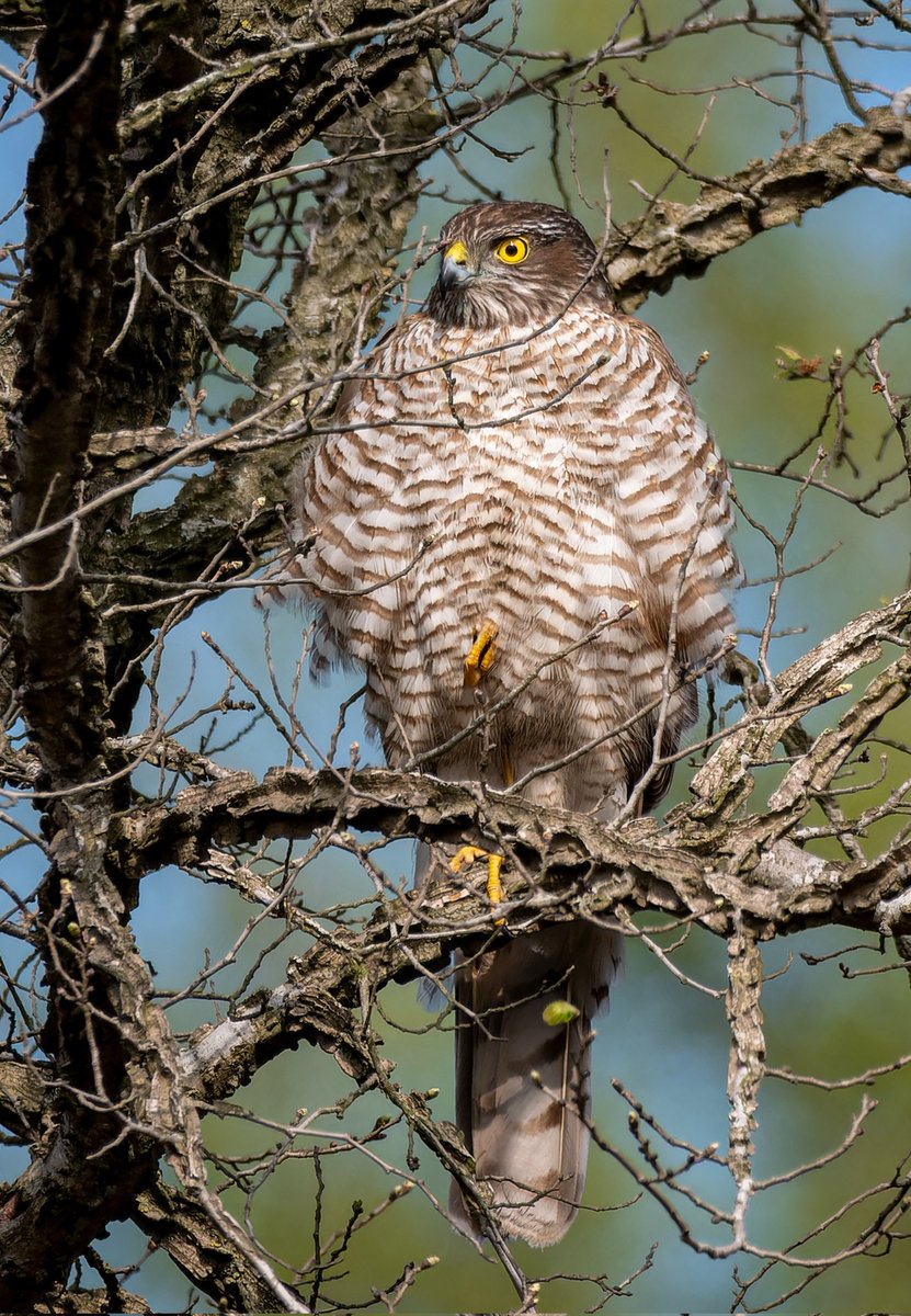 Atmaca
Eurasian sparrowhawk
#hangitür #birdphotography