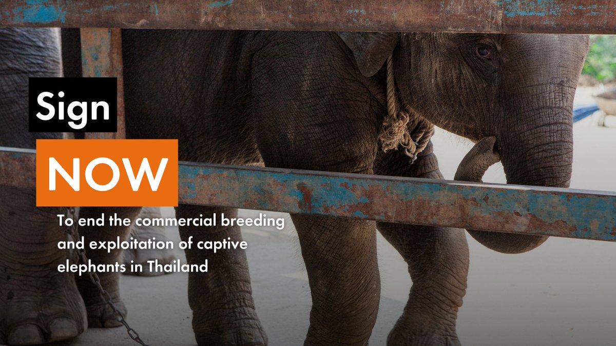 Captive elephants used for attractions such as riding, bathing, feeding, and petting have endured immense suffering throughout life.

Join us in calling for an end to the exploitation of elephants in tourism ▼
worldanimalprotection.org/our-campaigns/…

#EndWildlifeFarming
#elephants #travel