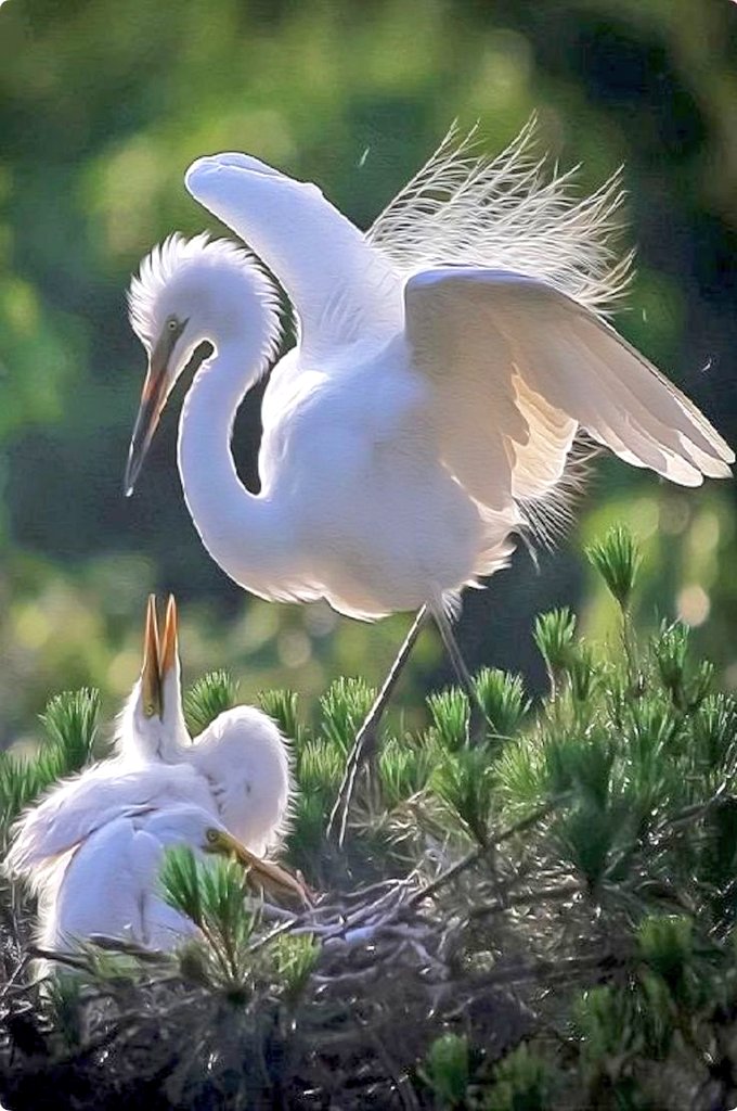 Birds taught me the value of loyalty.  

Hello Love...