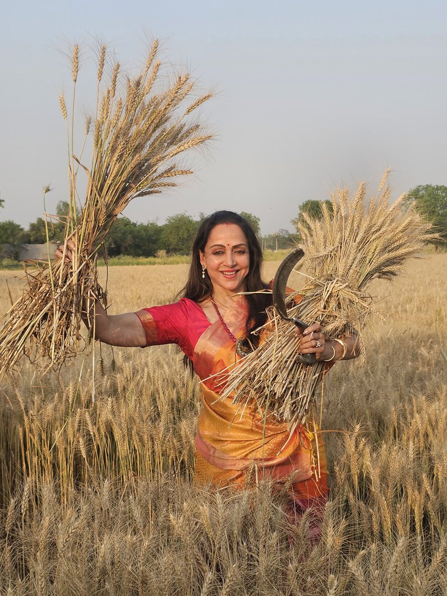 मेरो ब्रज लगे मोहे जग तै प्यारो है आज मथुरा बलदेव विधानसभा क्षेत्र में मा सांसद एवं लोकसभा प्रत्याशी श्रीमती हेमा मालिनी जी जनसम्पर्क के दौरान हयातपुर गांव में महिला किसानों के बीच पहुंच खेतों में गेहूं काटने में उनकी सहायता की एवं उनके परिश्रम व योगदान की सराहना की।