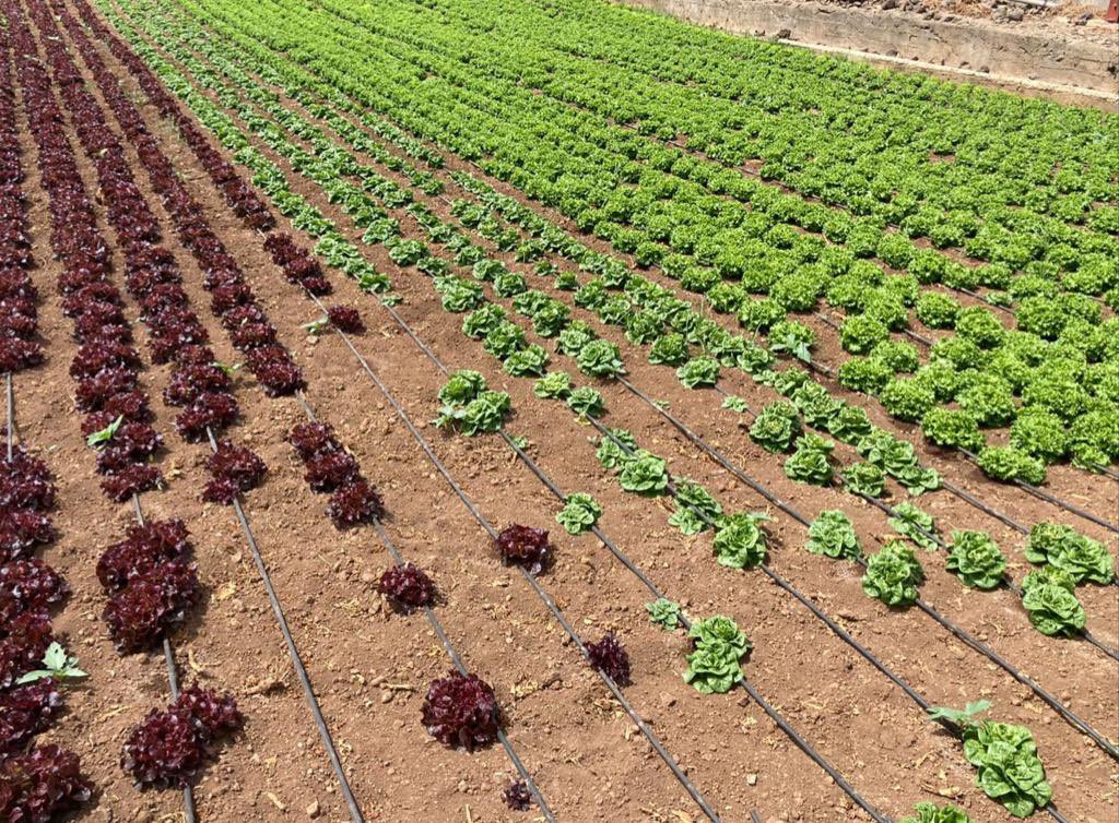 El Gobierno de Canarias convoca las subvenciones dirigidas a abaratar los costes del agua de riego agrícola dotadas con 8M€ @AGRI_Gobcan ha solicitado al @mapagob un aumento de los fondos para atender todas las solicitudes 👉 www3.gobiernodecanarias.org/noticias/el-go…