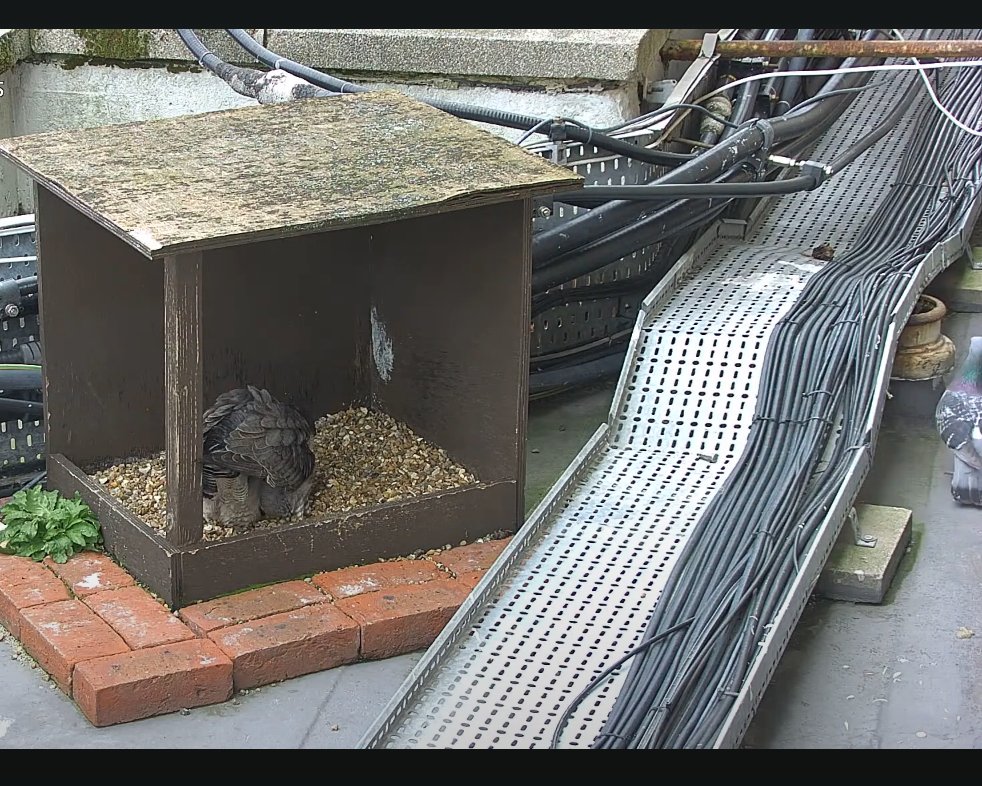 Morden Peregrines. The falcon seemed surprised, and quite interested, to see a Pigeon when she approached the box! It flew to the ledge between the 2nd & 3rd images, but after it returned she lost interest when it wandered off behind the metal track, and she settled on the eggs.
