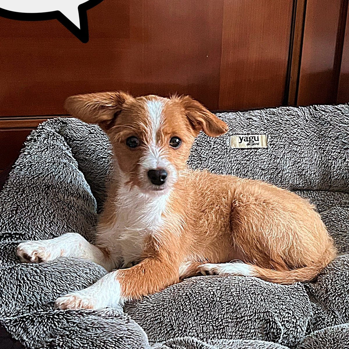 #madrid
BONO cachorrete de 4 meses ABANDONADO junto a sus 2 hermanos 
Su madre es #chihuahua,padre desconocido
En edad adulta rondará 5 kg
NECESITA #adopcion
Se entrega chipado,vacunado,desparasitado y CON compromiso de castración
CONTACTO📩facenuevavida@gmail.com  #cachorros