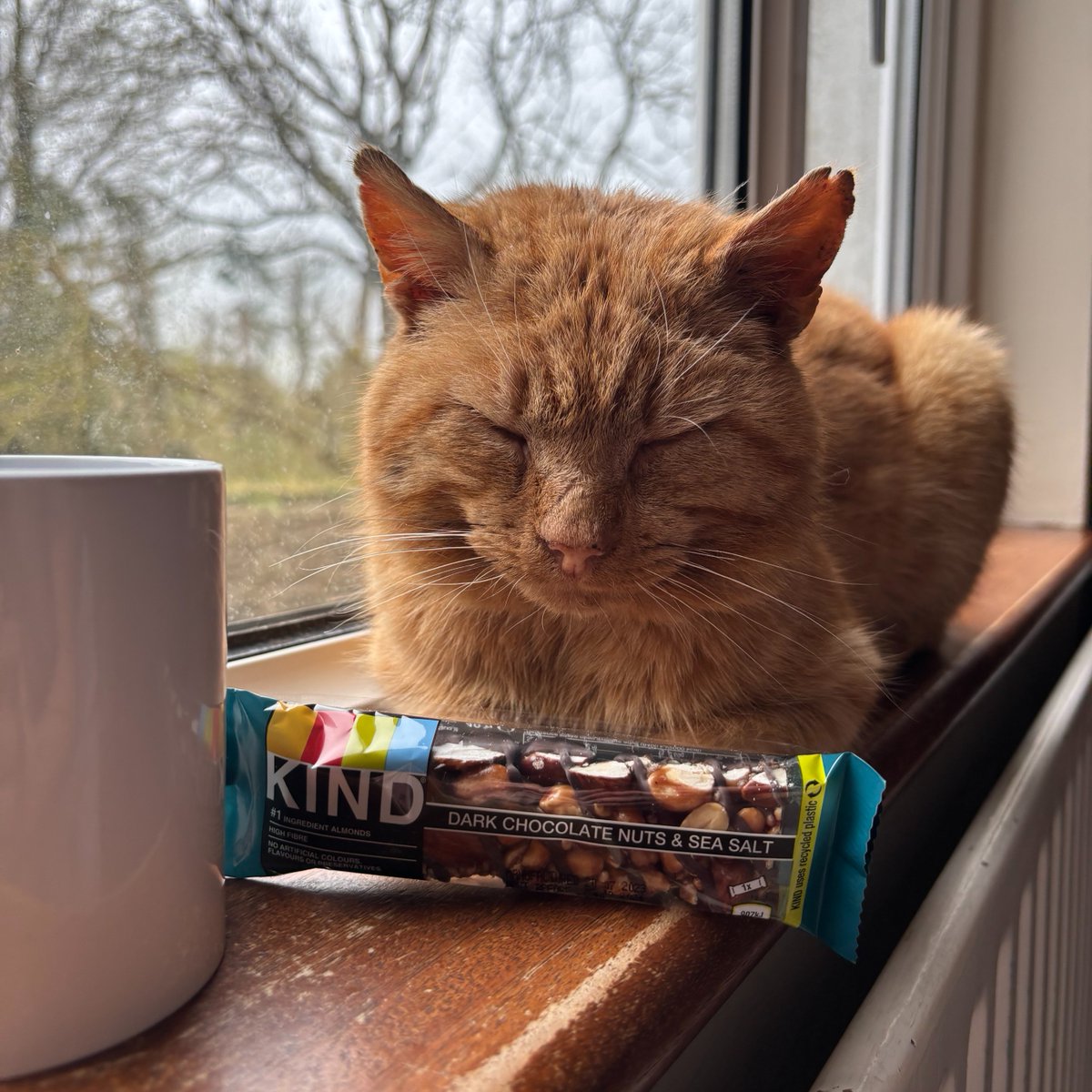 Happy National Pet Day! 🐶 🐱 

(No KIND bars were consumed by animals in the making of this content 🤪 🥜)