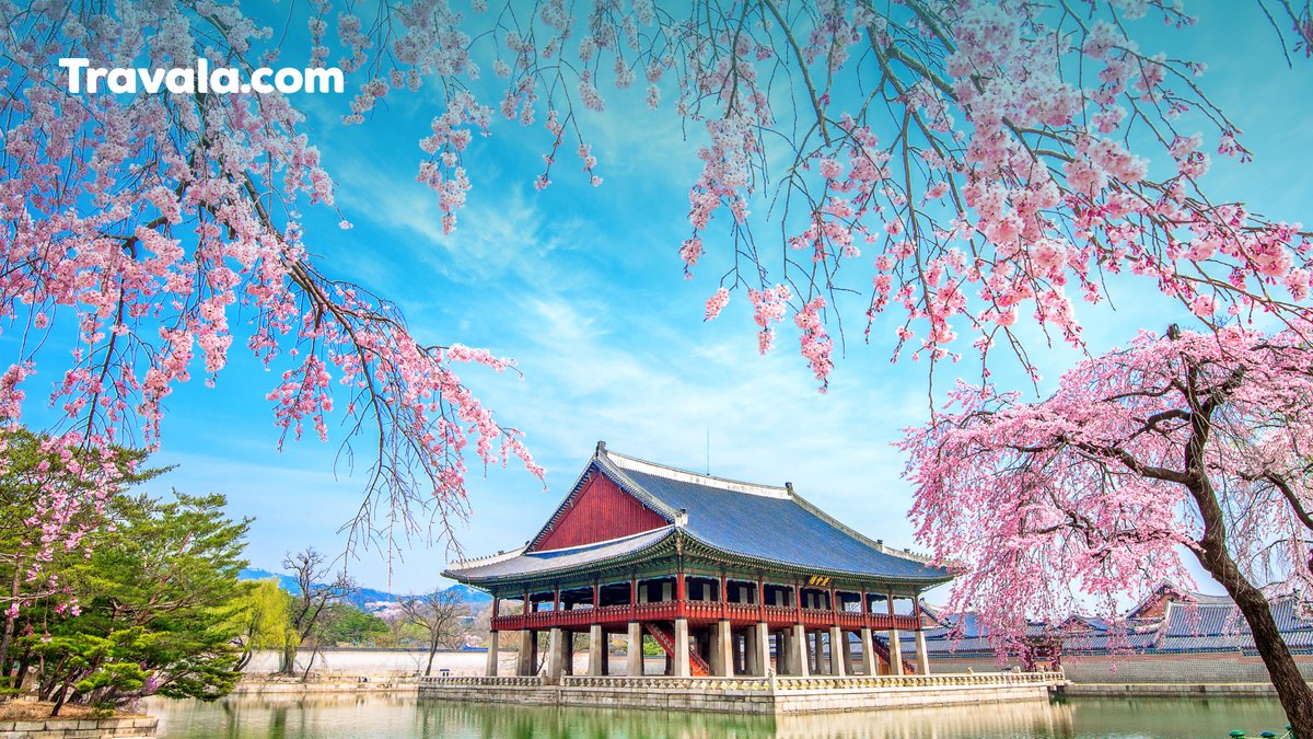 Which traditional Korean spring treat pairs best with cherry blossom viewing?🌸🍡 Cast your vote: Sweet rice cakes or honey pancakes?