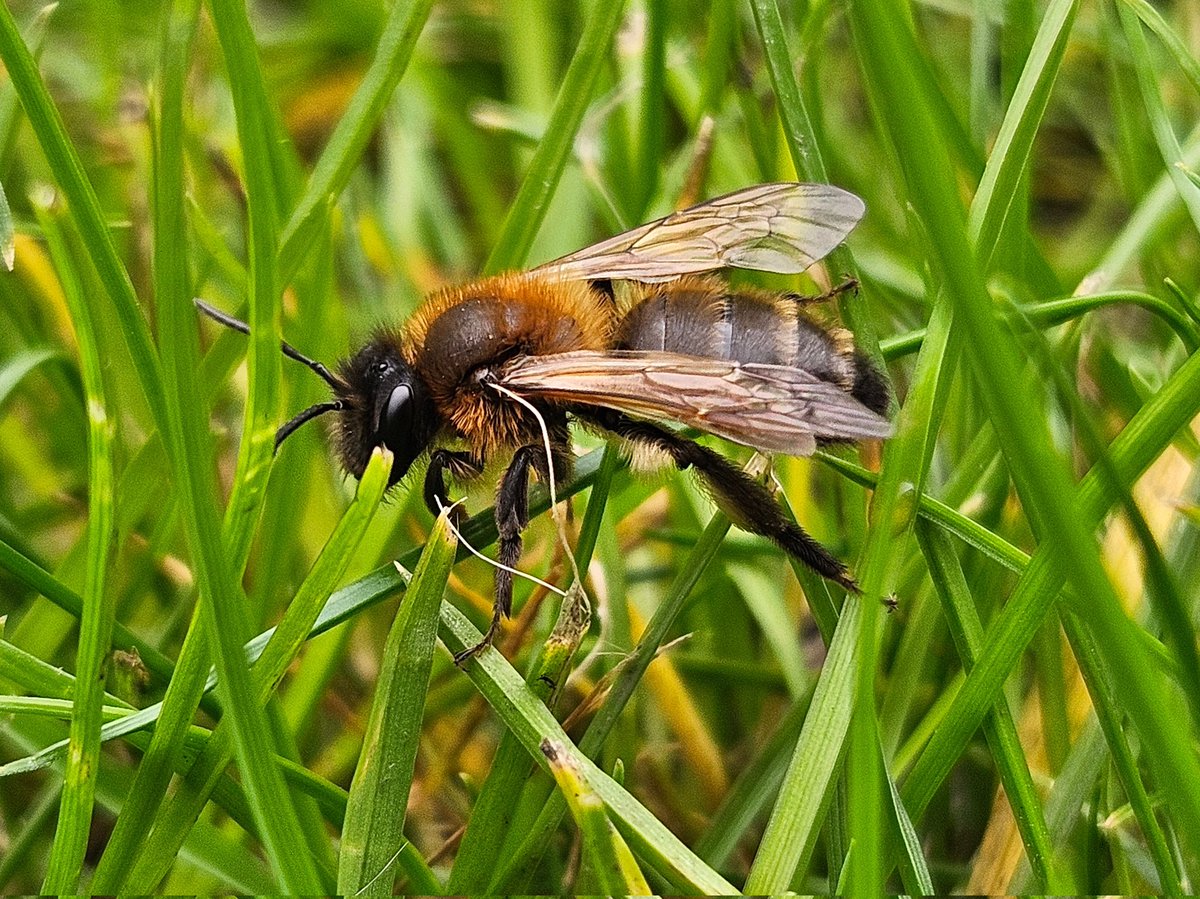 🐝 Impossible just 20yrs ago... Taking this photo on a phone in your pocket Looking at it, zooming in... Finding out it's a miner bee Learning their sting only rates 1.0 on the Schmidt Sting Pain Index Then sharing your 3 minutes of procrastination with the world 😂