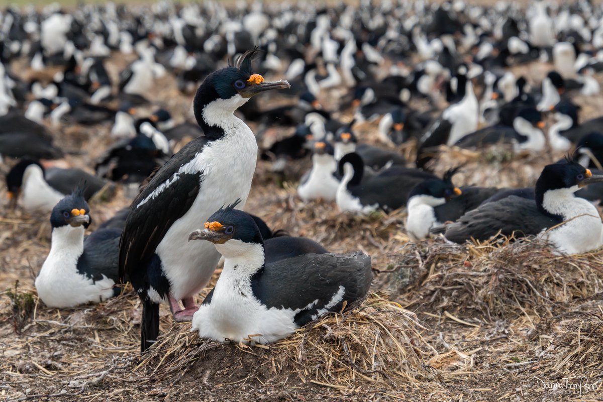 Colony size data are important for many aspects of #science & #conservation. Our work seeks to understand how competition (along with other things) drives individuals to specialise in feeding behaviours, & colony size is a great proxy for competition from neighbouring birds. 2/2