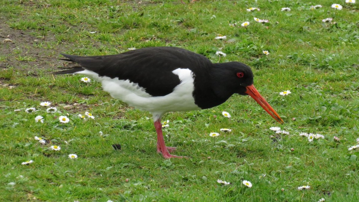 Love is in the air for this pair of Oystercatchers @WWTSlimbridge’s Rushy hide today @slimbridge_wild @WWTworldwide @Natures_Voice @RSPBEngland #ShowUsYourWetlands @GlosBirds @Southglosbirds @_BTO @BTO_GLOS @waderquest