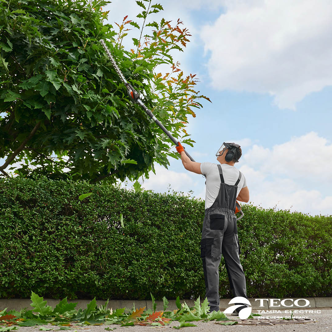 ⚠️ 🌳 Remember, do not trim trees or remove debris on or near downed power lines. Only power company crews or their contractors should remove trees or limbs touching power lines. tampaelectric.com/company/ourpow…