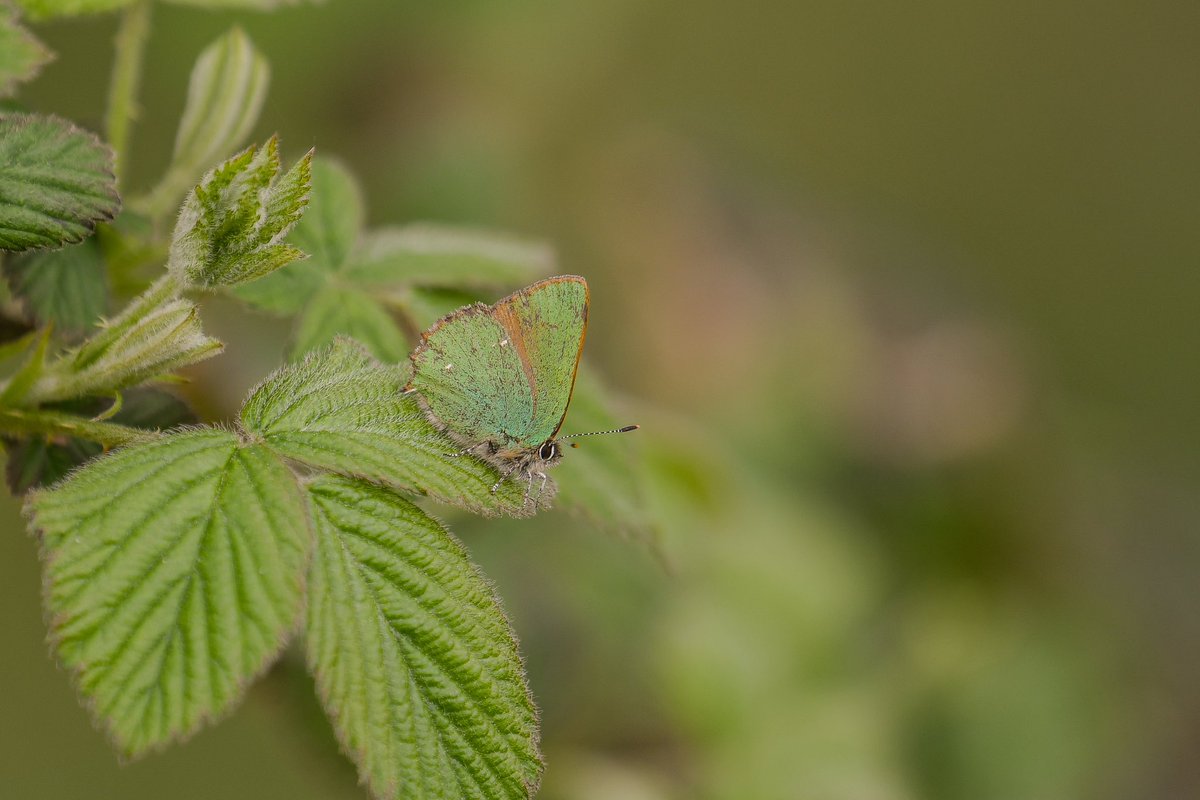 The Green Hairstreaks seem to be having a very good season in Leicestershire this year. I easily saw 50 at Warren Hills today. 💚 🤎