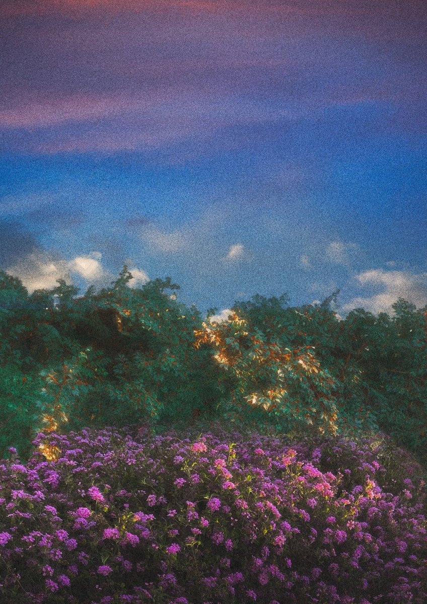 lord of the cats tweet media